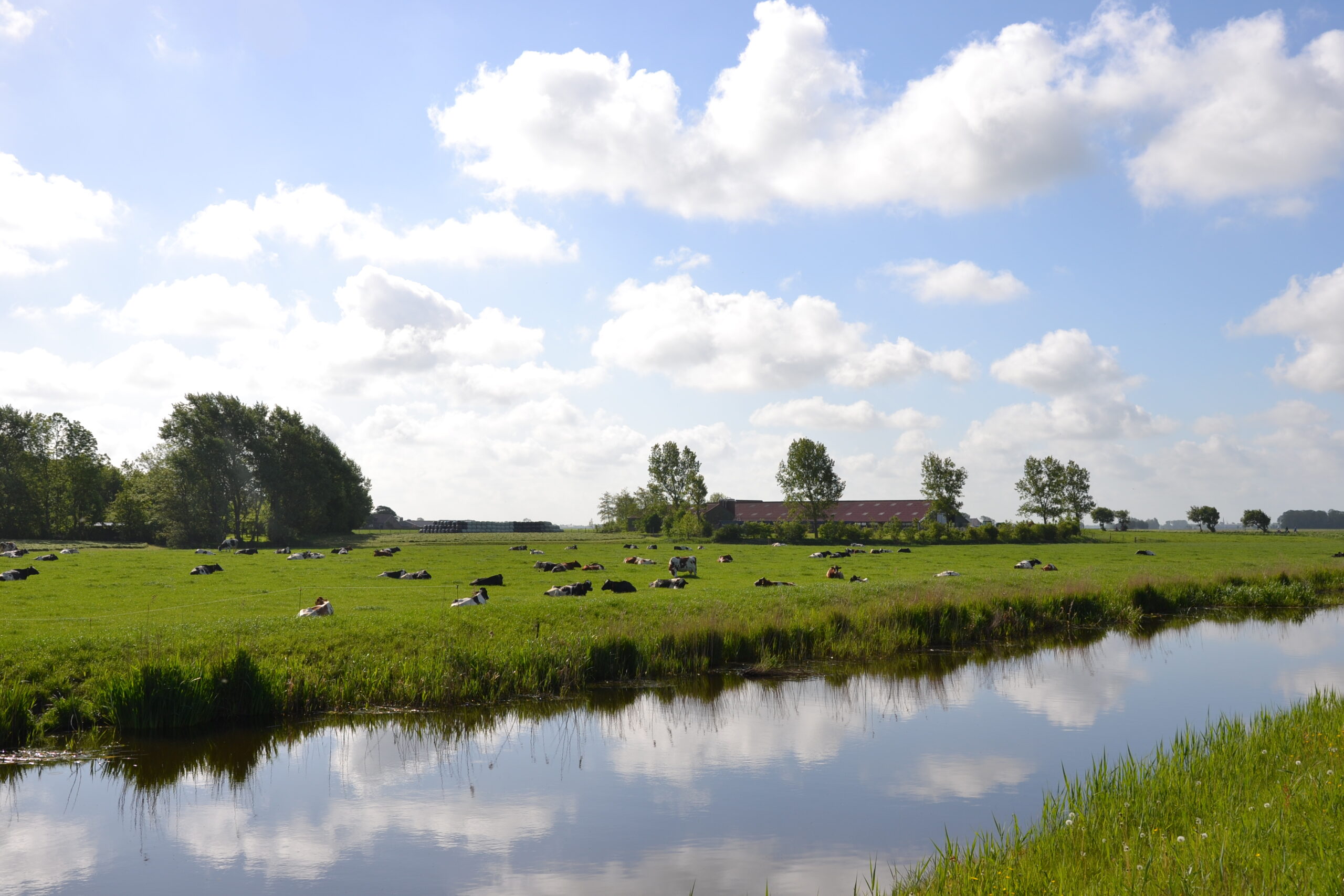 Polder landscape