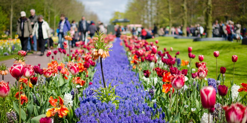 Flowers at the keukenhof