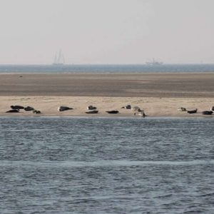 Seals on sandbank