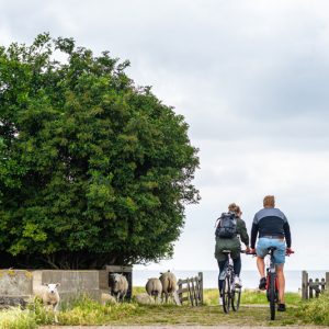 Cyclists cycling towards the sea and passing sheep.