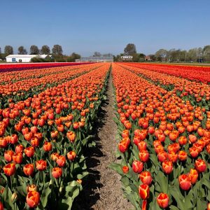 A beautiful tulip field