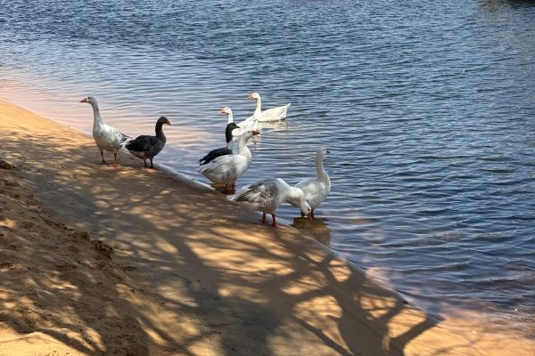 Geese near Nubian village