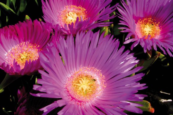 IOE Livingstone Daisy