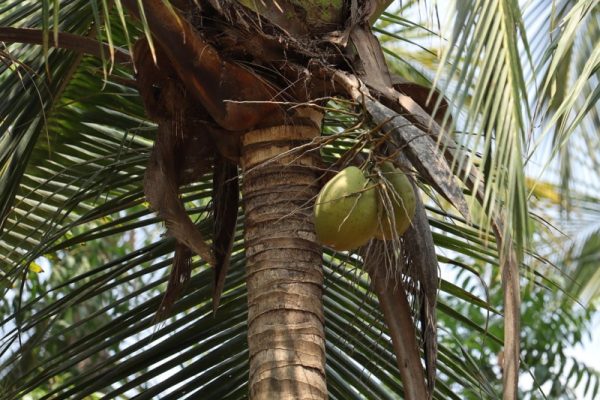 coconut kerala