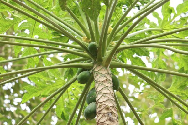 papaya