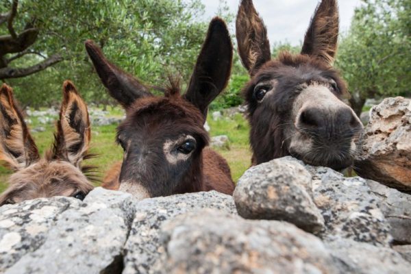 Donkeys on Brac