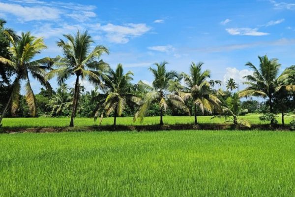 rice field   palm trees